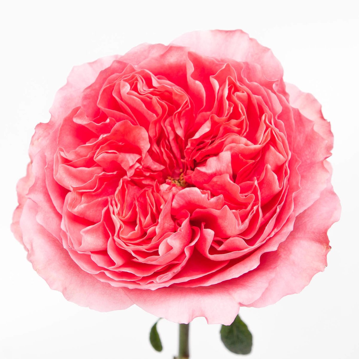 25x Rosa candy x-pression 70cm