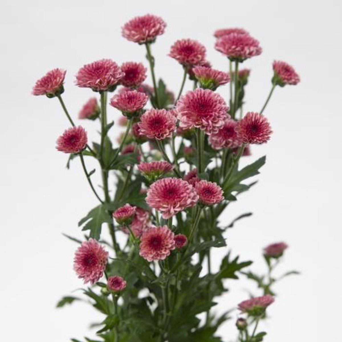 25x Chrysant san.madiba tyolo cherry 50cm