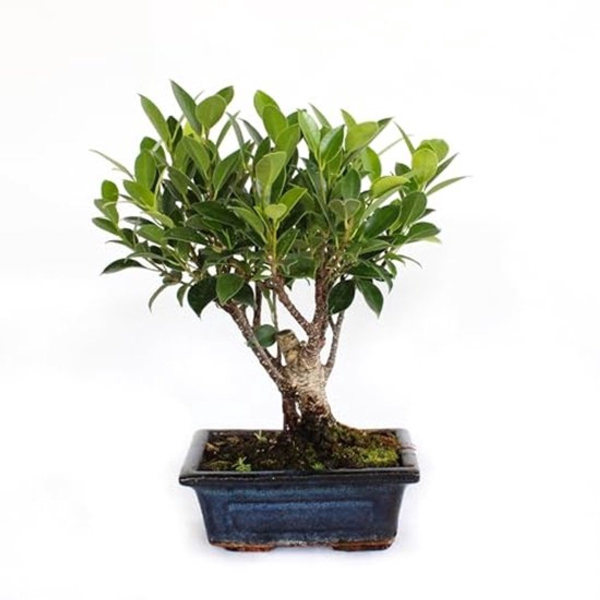 Bonsai Ficus Microcarpa in Handgemaakte Keramische Pot - Echte Kamerplant - H 25-30 cm, Pot Ø 15 cm