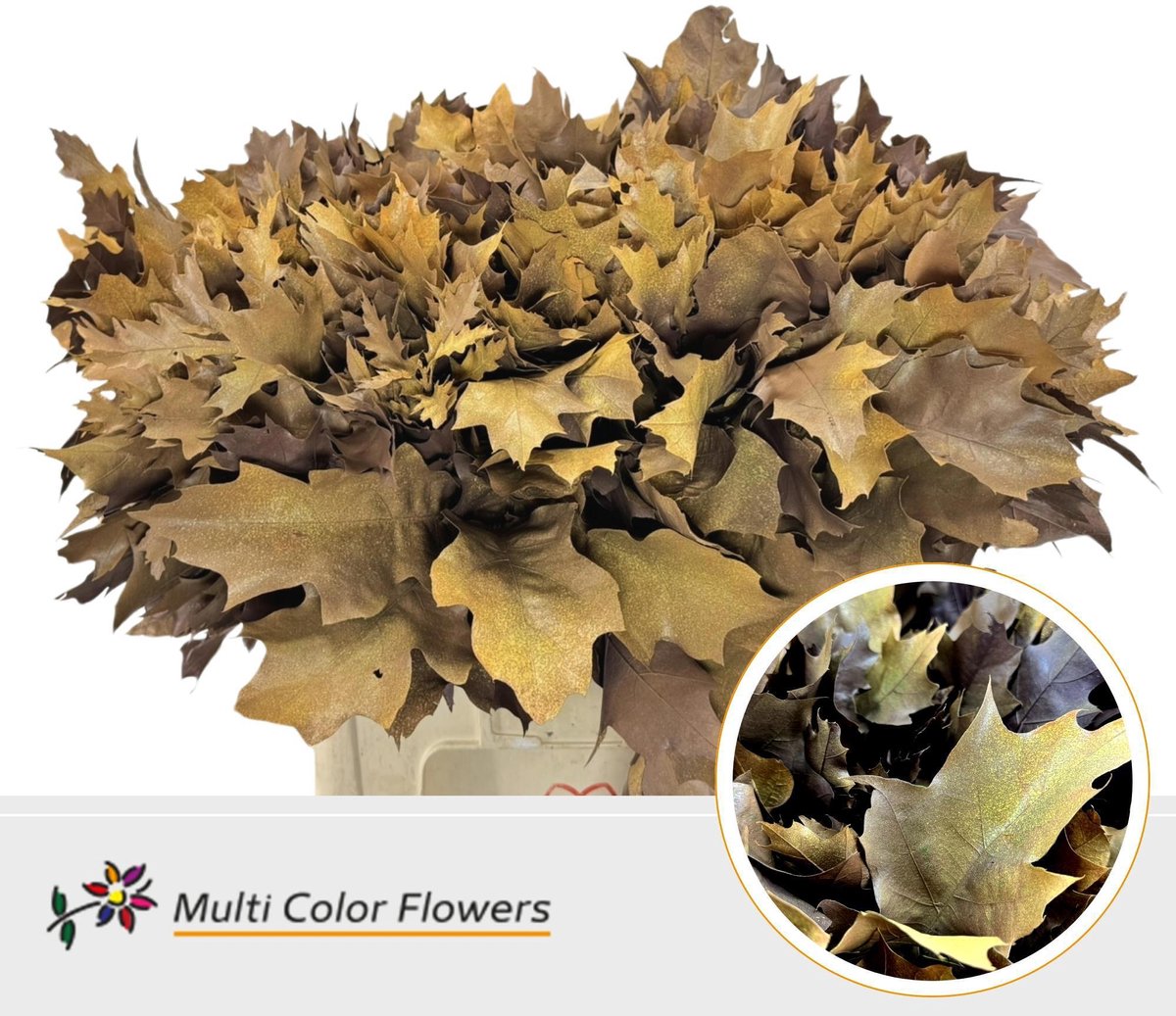 100x Sg quercus rubra overig 60cm