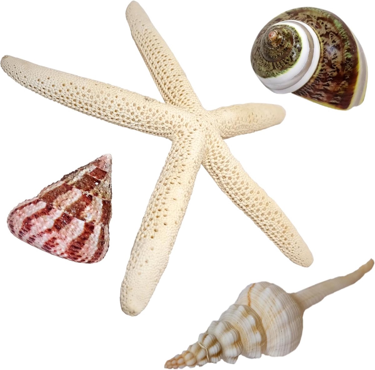 Decoratieve zeeslakken set, zeester en schelpen, natuurlijke kleuren, maritieme decoratie (4 stuks)