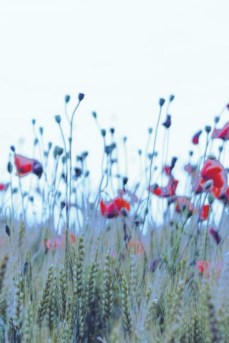 Cornflowers - Journal