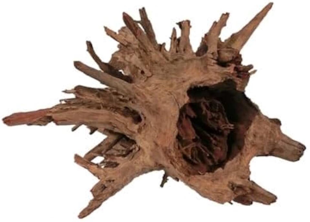Root L (40-60cm)