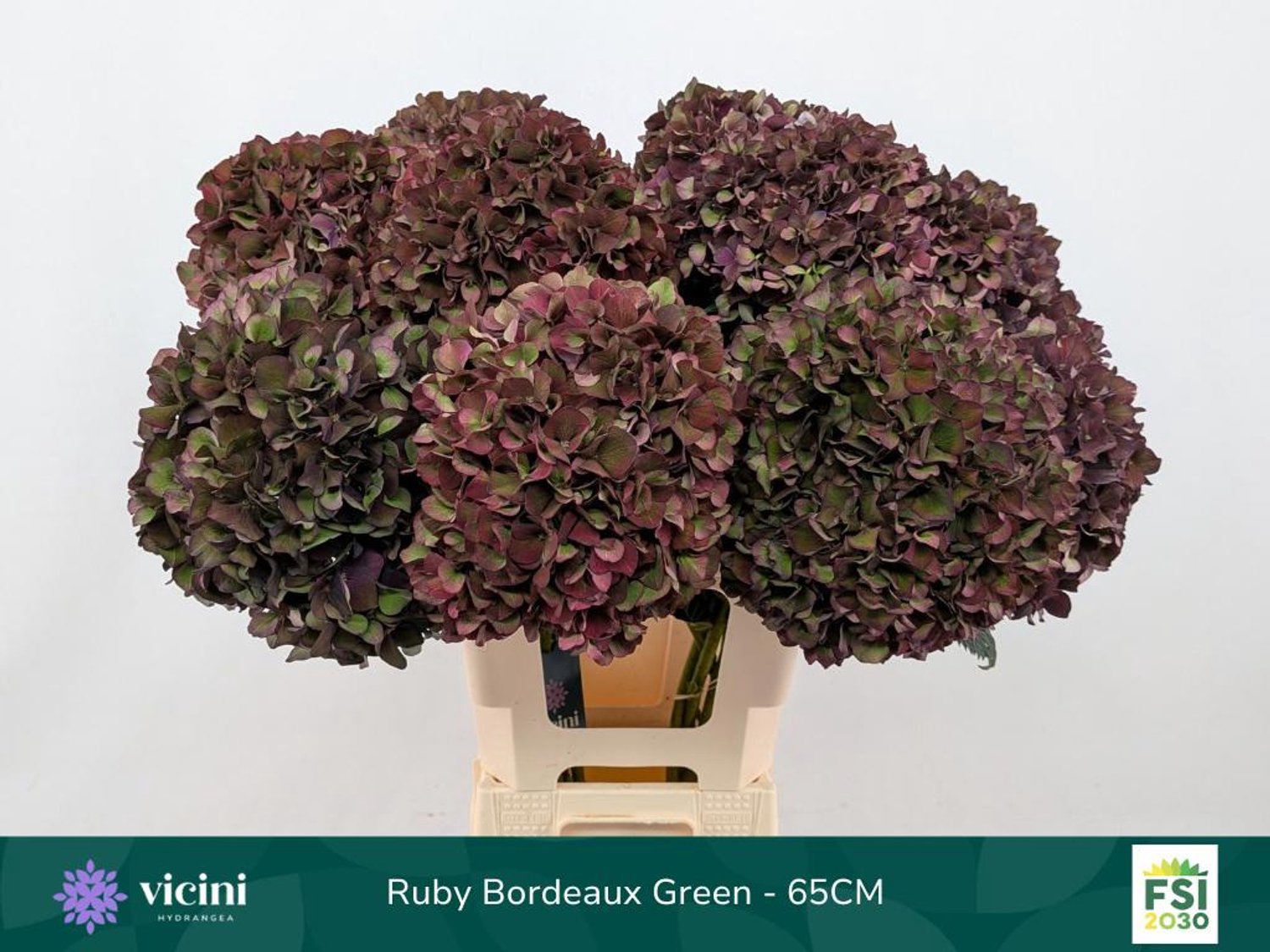 10x Hydr.mag.rubyred paars classic 60cm