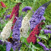 Vlindertjes in de bloemen, rood, paars en witte pluimen van de vlinderstruik.