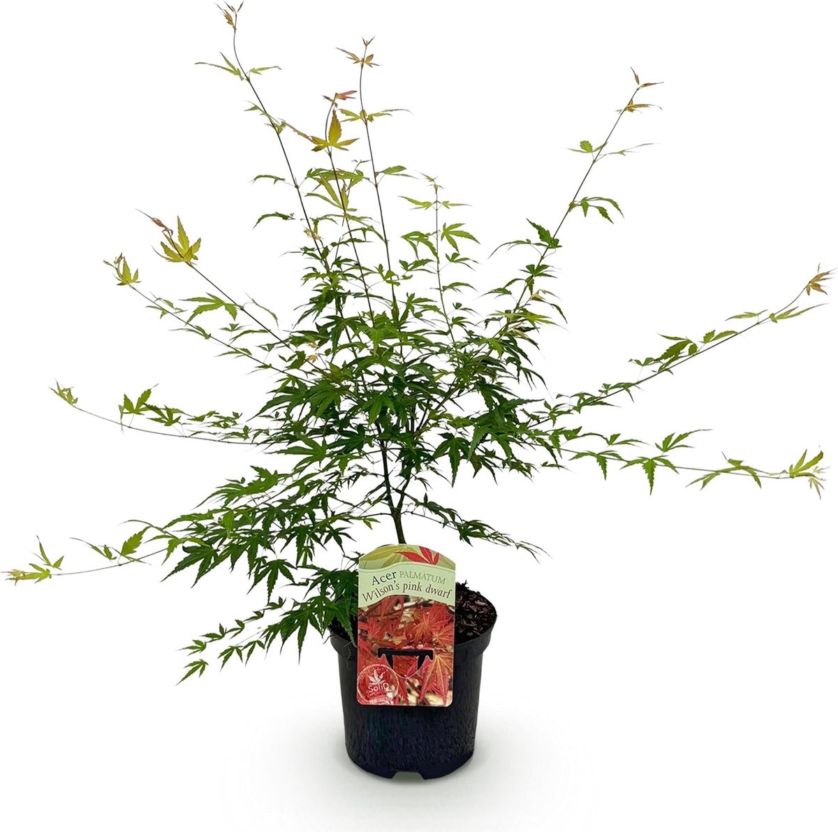 Esdoorn - Acer palmatum Pink Dwarf - Roze - Bladverliezend - 60-70cm - Ø25cm - Tuinplant