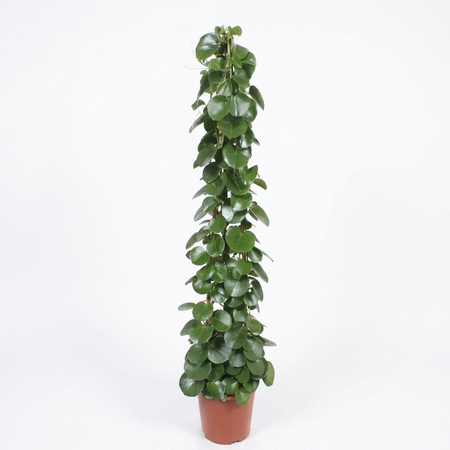 Cissus Rotundifolia, cissus, hoogte 160 cm, pot 27 cm
