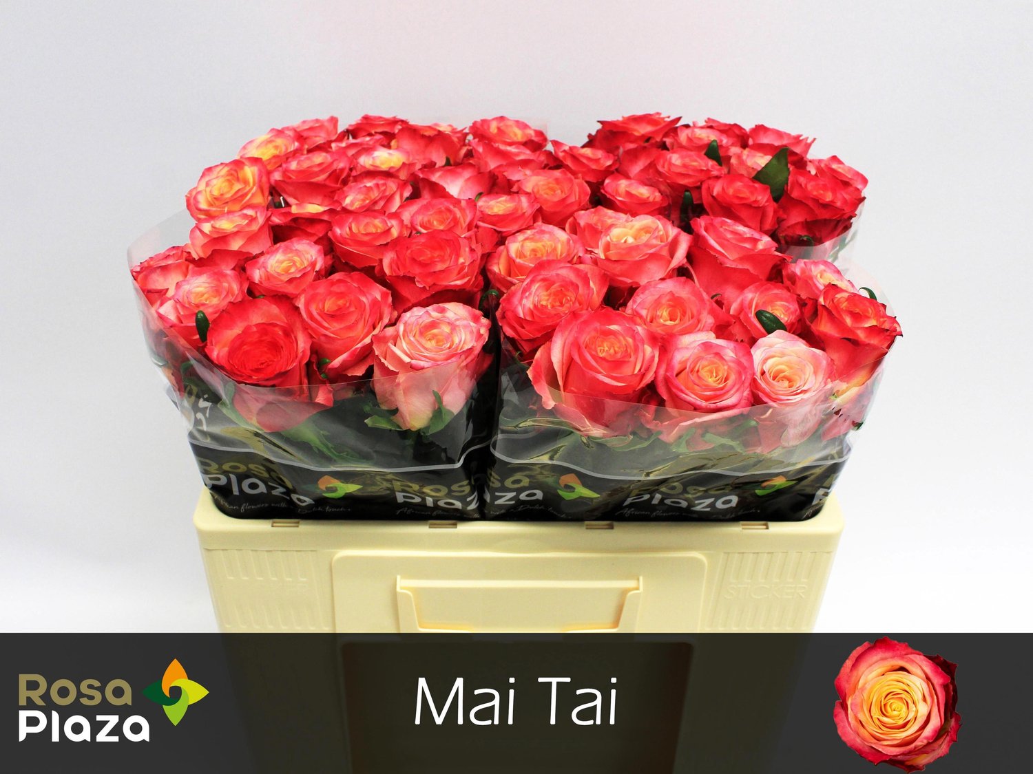 10x Rosa mai tai 50cm