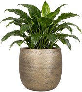 Gouden, textuur keramische bloempot met een groene plant.