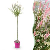 Green boutiQ - Salix Flamingo - Flamingo wilg - Bont Roze - Boom - Ø23cm - 140-160cm