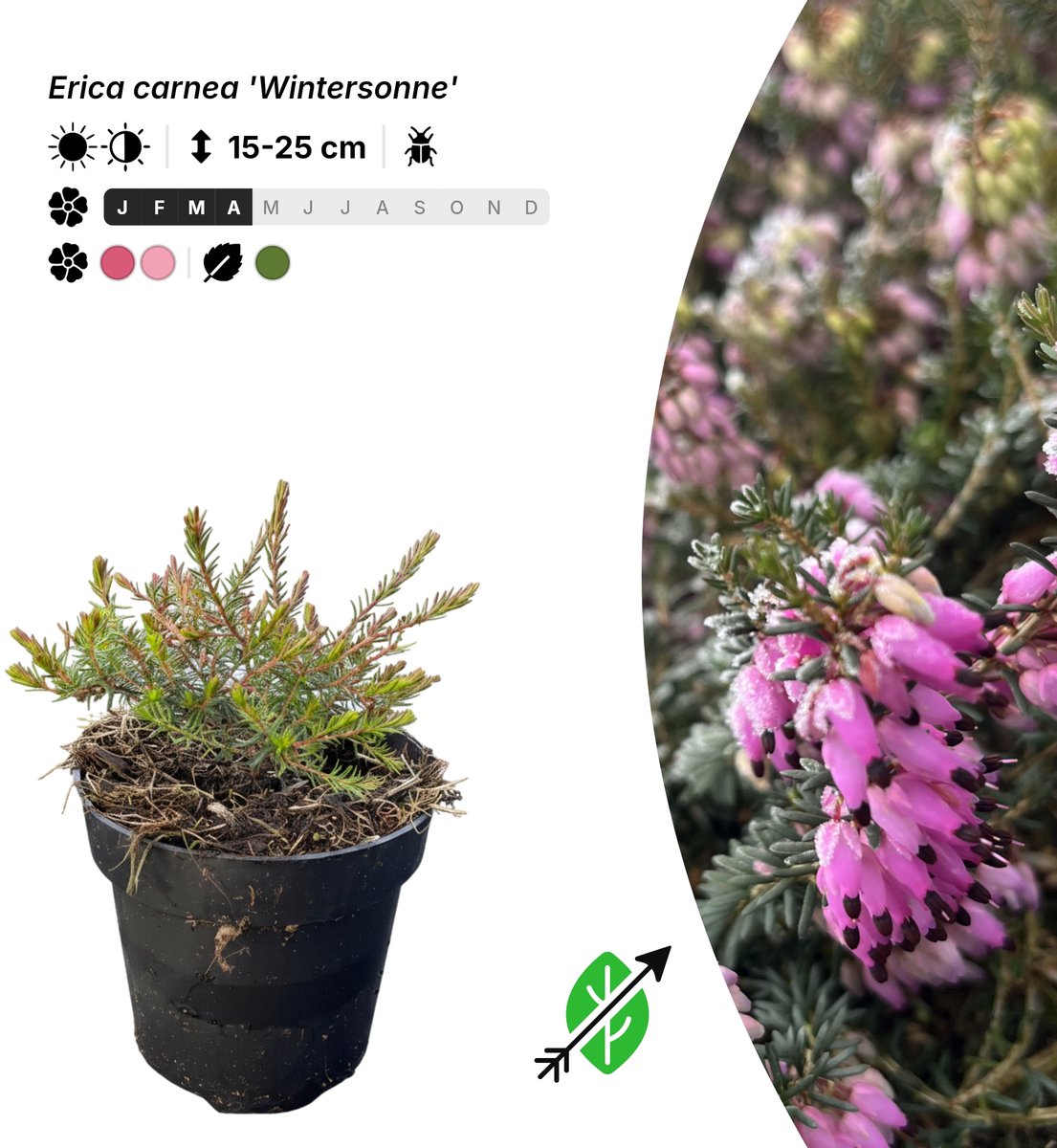 Singleplants - 10x Erica carnea 'Wintersonne' - Pot P9,5 - bodembedekker - winterhard tot -25°C
