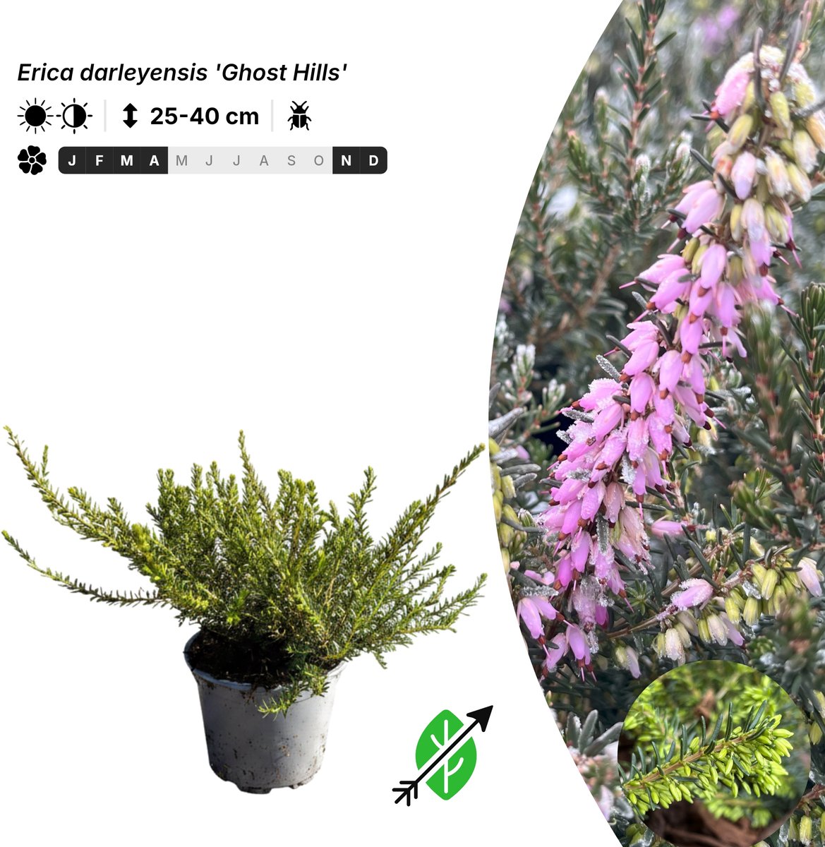 Singleplants - 10x Erica darleyensis 'Ghost Hills' - Pot P10,5 - bodembedekker - winterhard tot -20°C