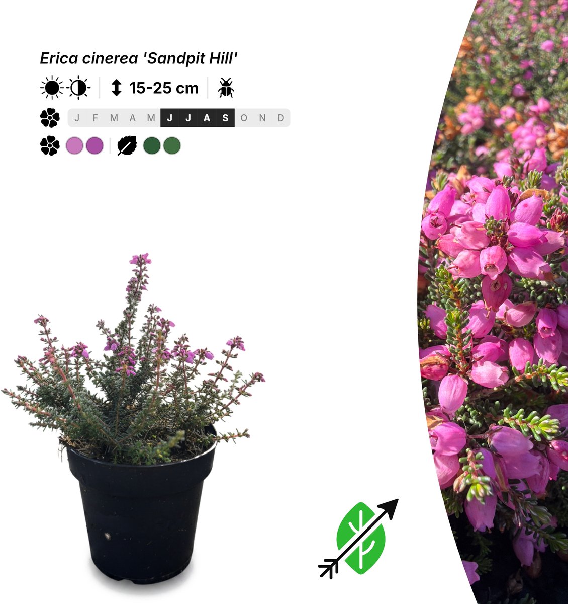 Singleplants - 10x Erica cinerea 'Sandpit Hill' - Pot P9,5 - bodembedekker - winterhard tot -20°C