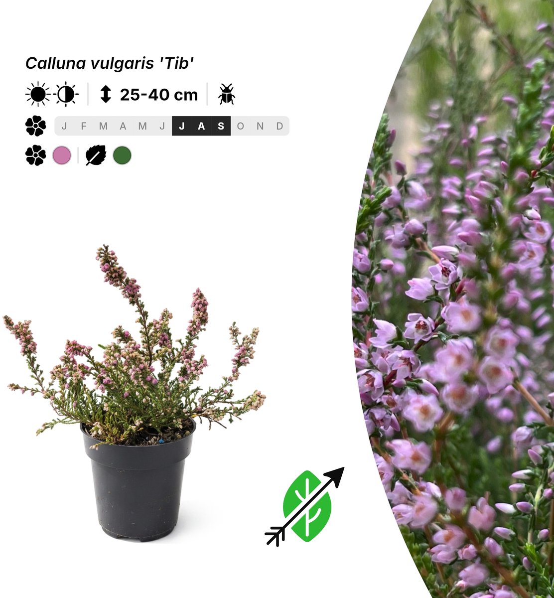 Singleplants - 20x Calluna vulgaris 'Tib' - Pot P9,5 - bodembedekker - winterhard tot -35°C