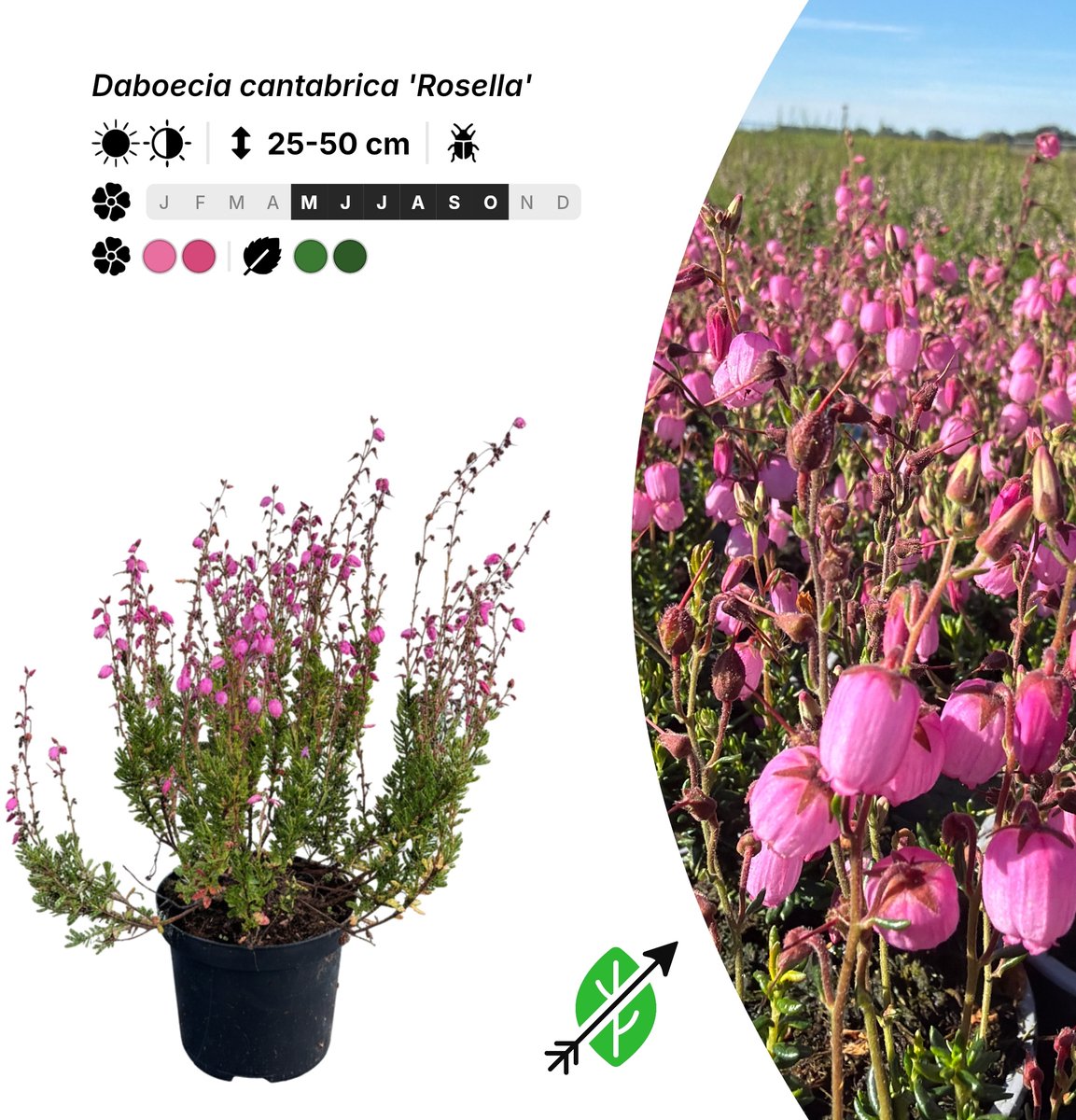 Singleplants - 12x Daboecia cantabrica 'Rosella' - Pot C1.5 - bodembedekker - in bloeiperiode