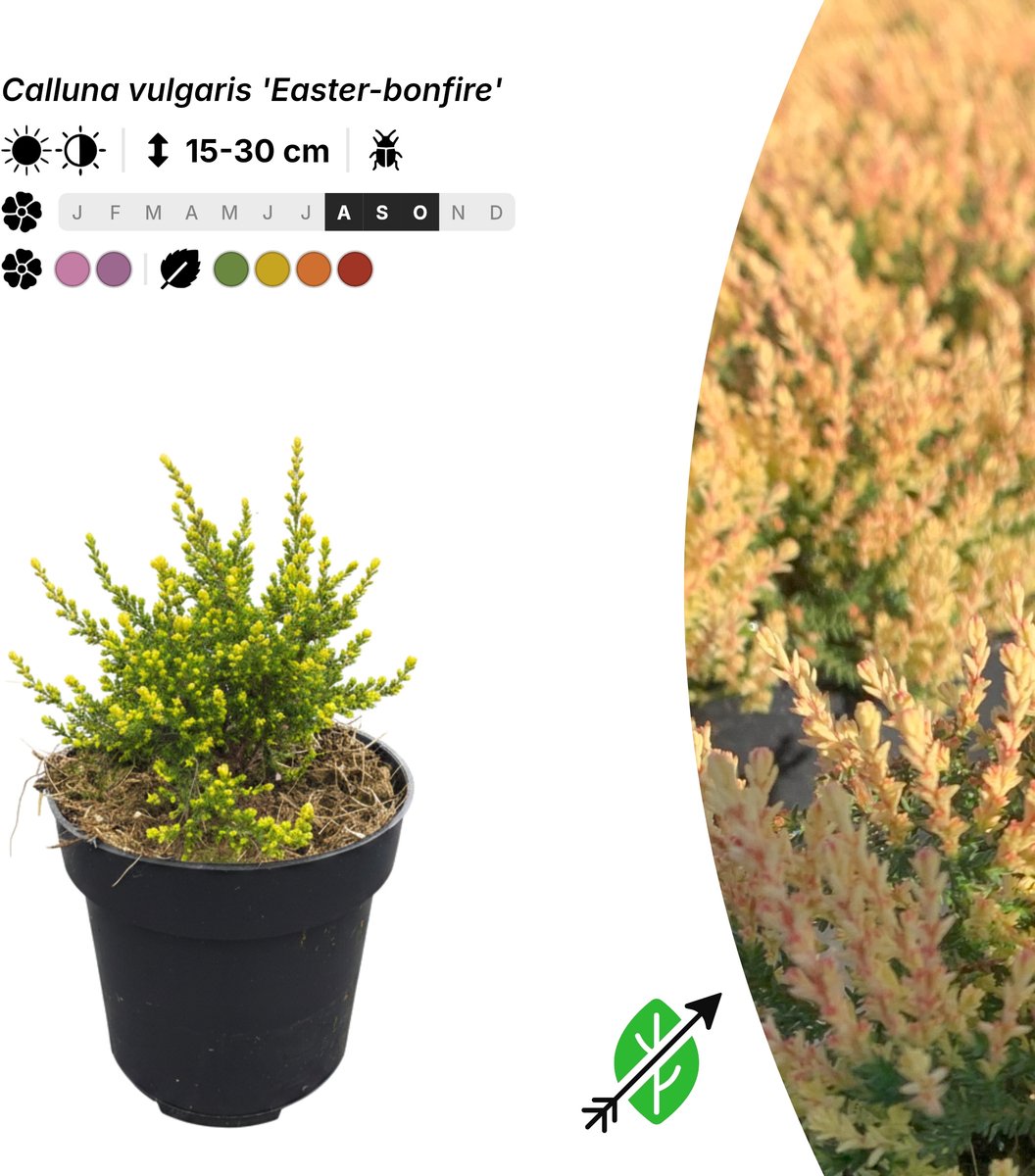 Singleplants - 6x Calluna vulgaris 'Easter-bonfire' - Pot P9,5 - bodembedekker - in bloeiperiode