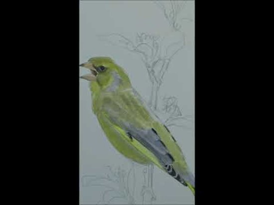 Un gros plan d'un verdier à l'aquarelle, partiellement coloré avec un croquis en arrière-plan.