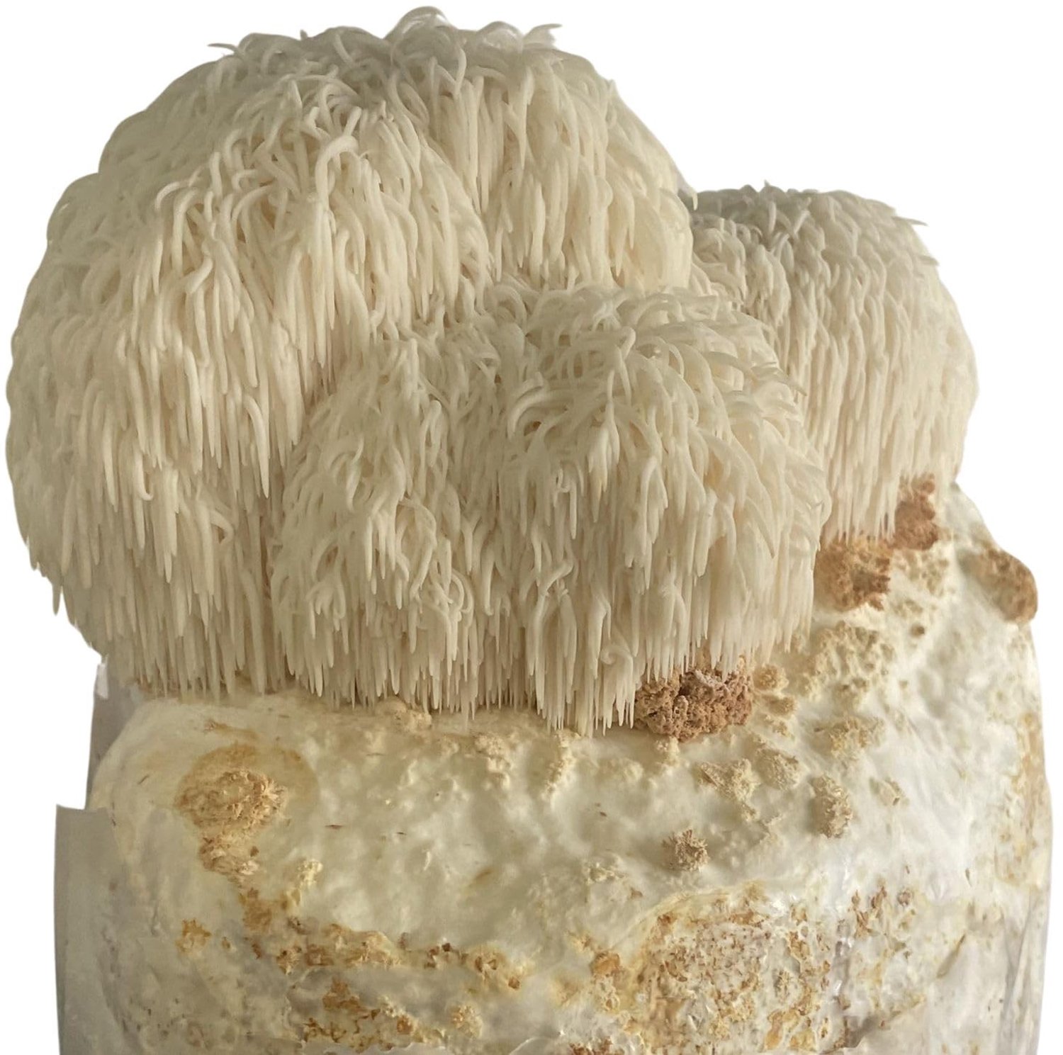 Groeiset voor Leeuwenmanen Paddenstoelen
