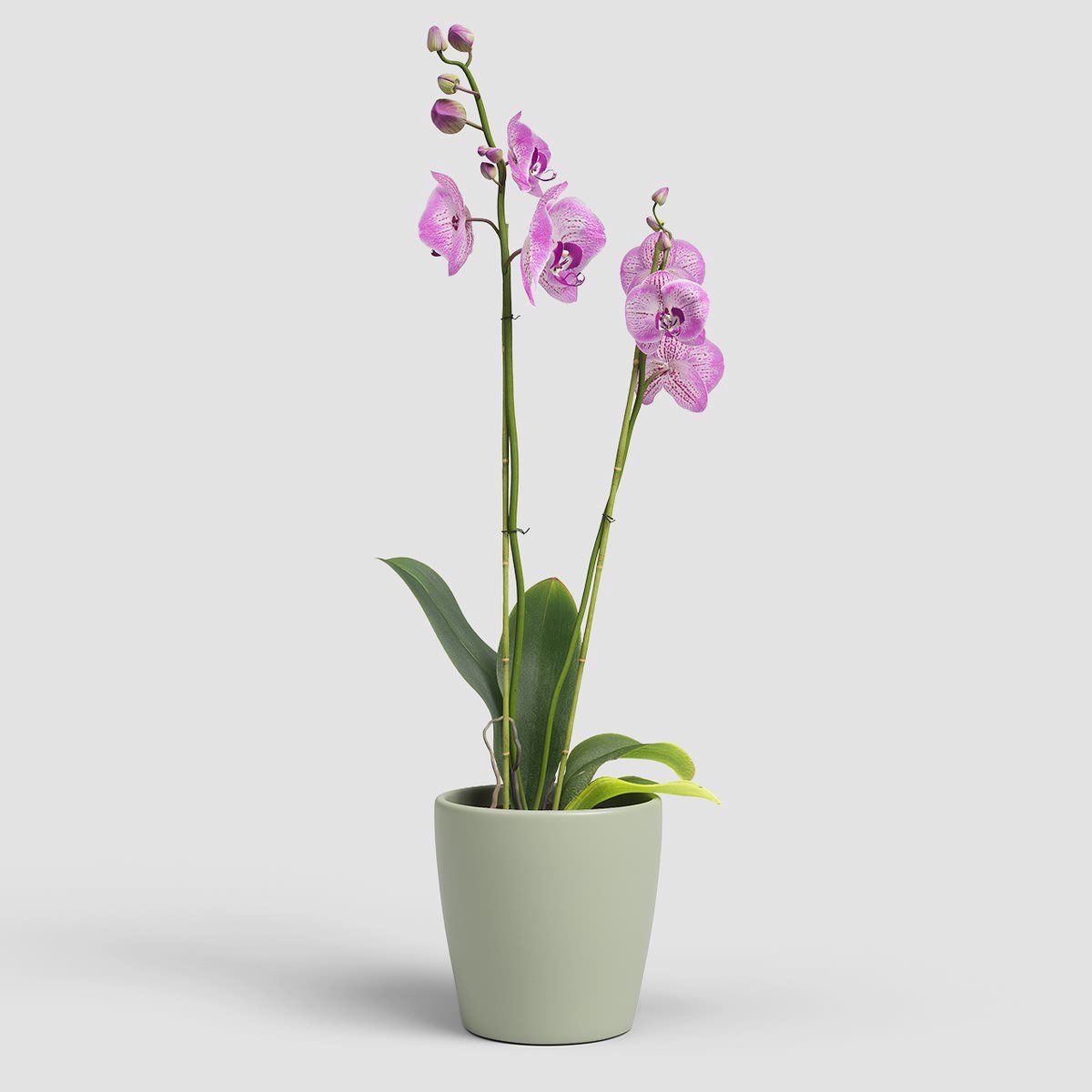 artevasi Thalia orchidee overpot rietgroen 14 cm