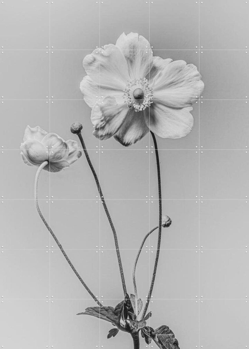 IXXI White Anamoon, Sander van Laar - 100 x 140 cm - Gratis ophangtool - Grote wanddecoratie en posters - Fotografie, Woonkamer, Slaapkamer, Natuur