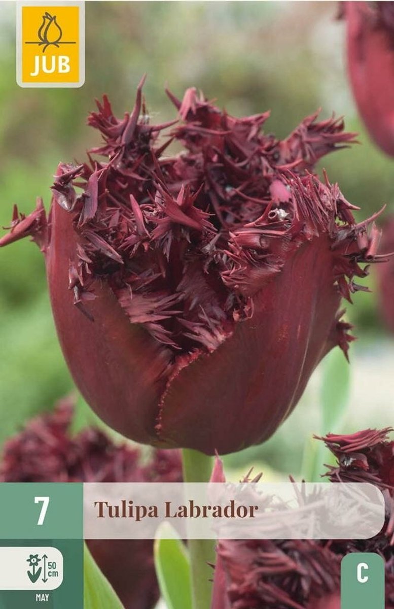 Tulipa labrador 7st JUB