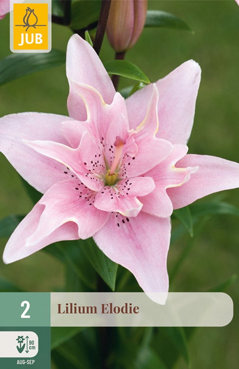 Lilium elodie bloembol JUB 2 stuks
