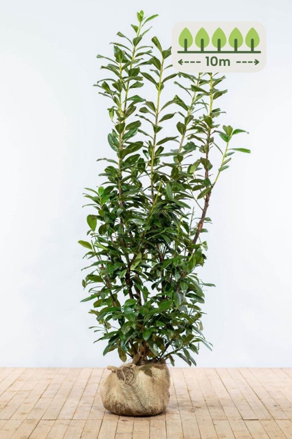 Laurier 'Novita' 150-175 cm voor 10 meter - 20st. Prunus laurocerasus 'Novita'