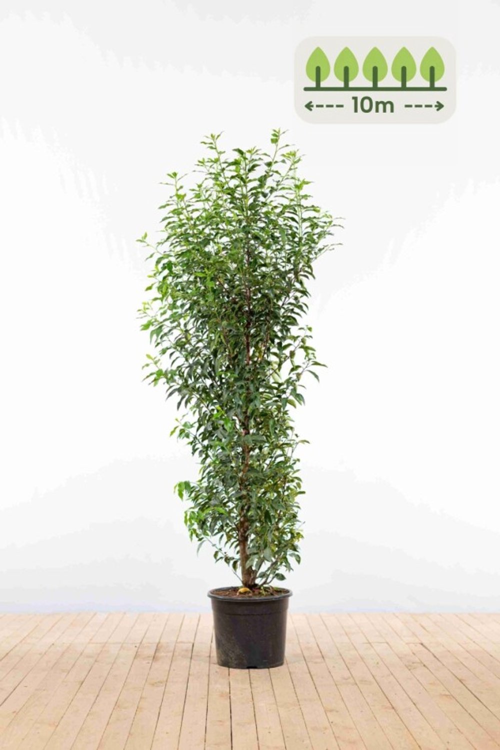 Portugese laurier 150-175 cm voor 10 meter - 20st. Prunus lusitanica 'Angustifolia'