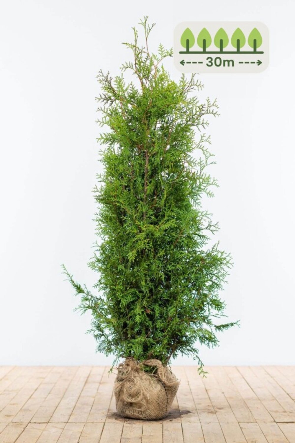 Thuja 'Brabant' 140-160 cm voor 30 meter - 75st. Thuja occidentalis 'Brabant'