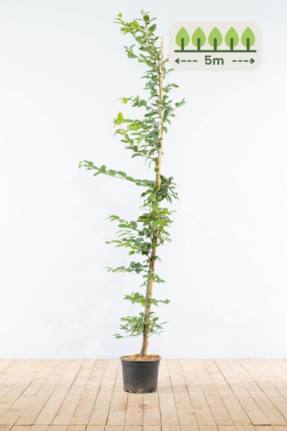 Haagbeuk 150-175 cm voor 5 meter - 15st. Carpinus betulus