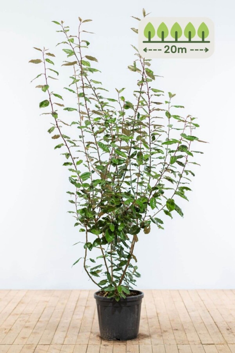 175-200 cm voor 20 meter - 40st. Elaeagnus ebbingei