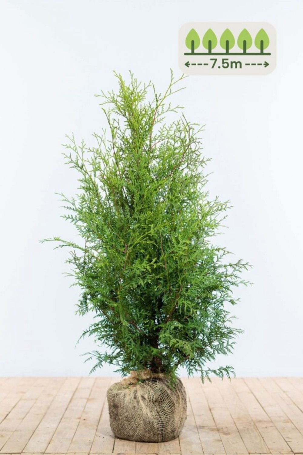 Thuja 'Brabant' 80-100 cm voor 7.5 meter - 23st. Thuja occidentalis 'Brabant'