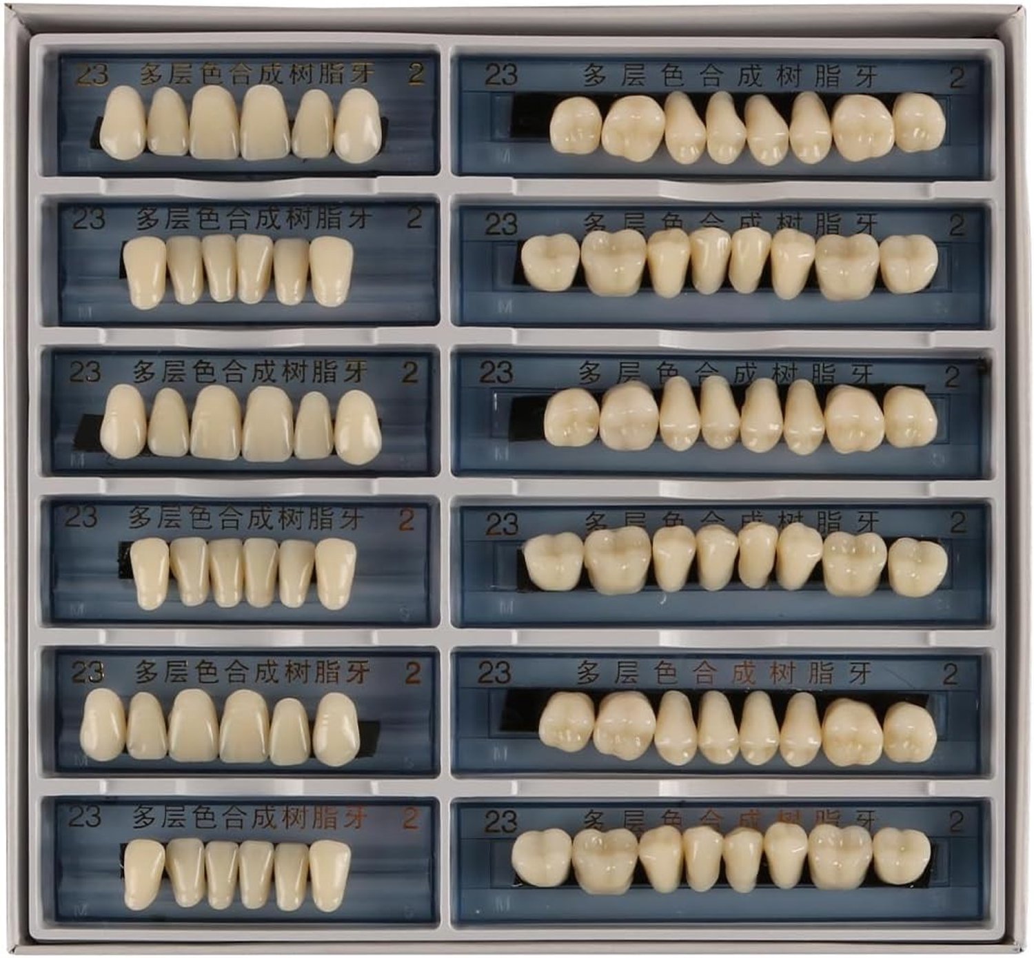 Set Kunstgebitmodellen - Natuurlijke uitstraling - 6 Sets - Duurzaam Acryl - Voor Tandheelkundige Les en DIY