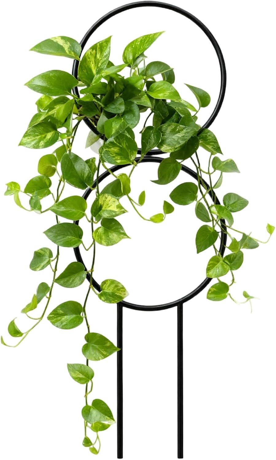 Klimrek Voor Potplanten Weerbestendig Wandbevestigingssysteem Met