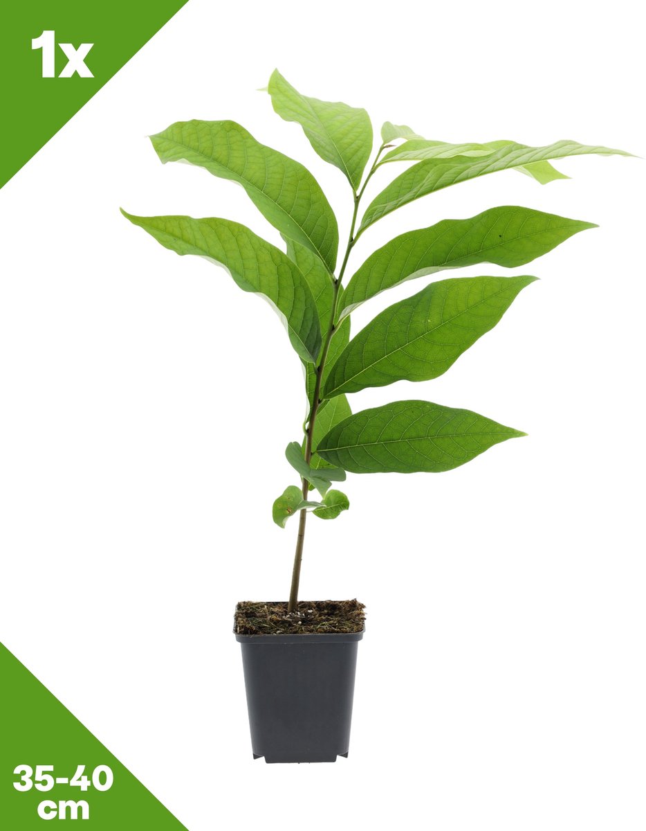 GARDENZO - 1x Asimina triloba (Pawpaw / Indianenbanaan), P9, 35-40 cm - Winterhard