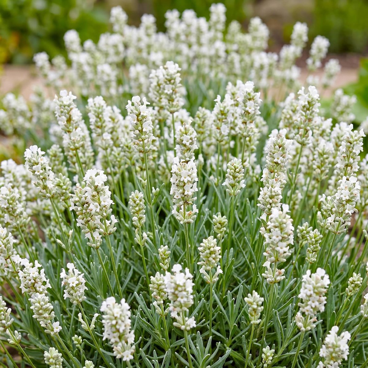 Ang. Edelweiss - Lavendel - Geurend - Wit - 15-25cm - Ø11cm - Tuinplant