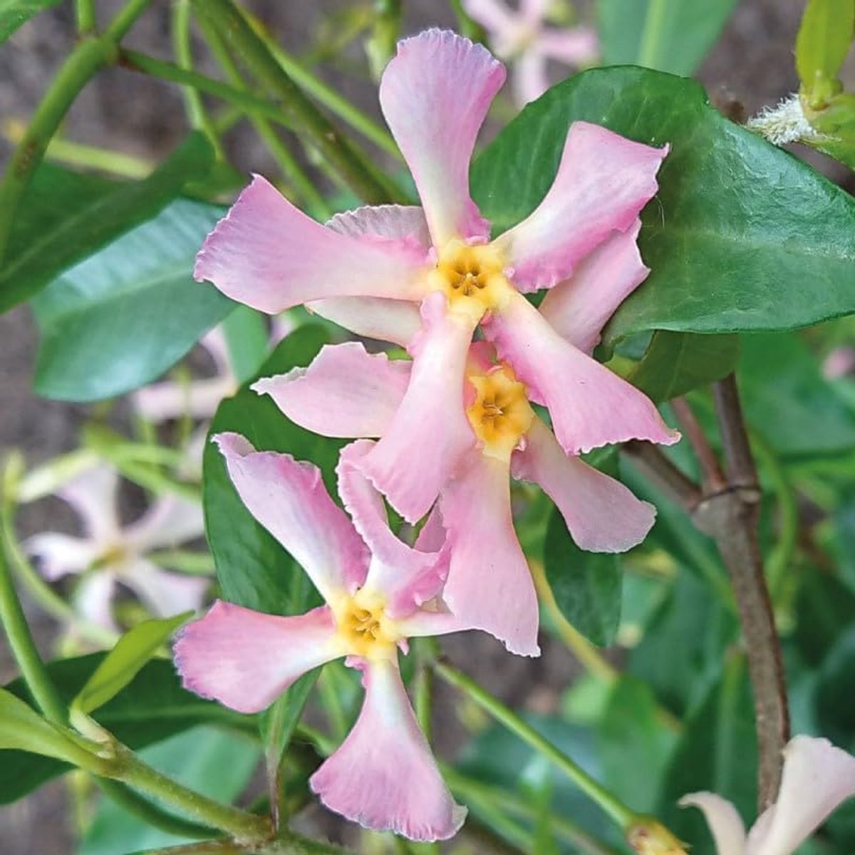 16 x Trachelospermum jasminoides 'Pink Showers'- Roze Toscaanse Jasmijn - Klimplant - Wintergroen in C2 pot met hoogte 60-80cm