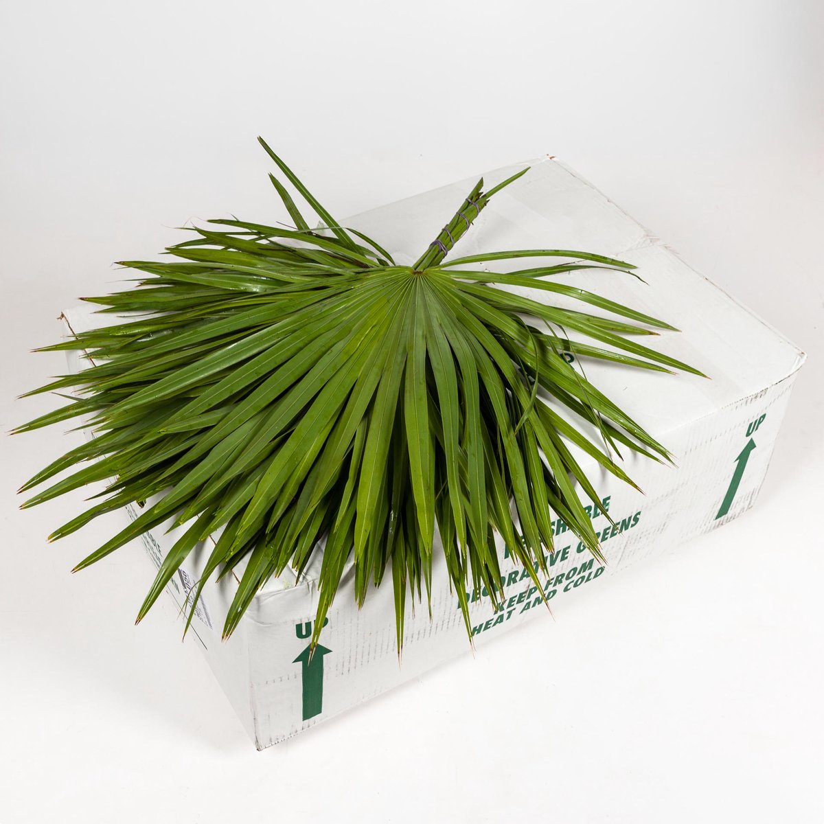 15x Sg palmetto xl