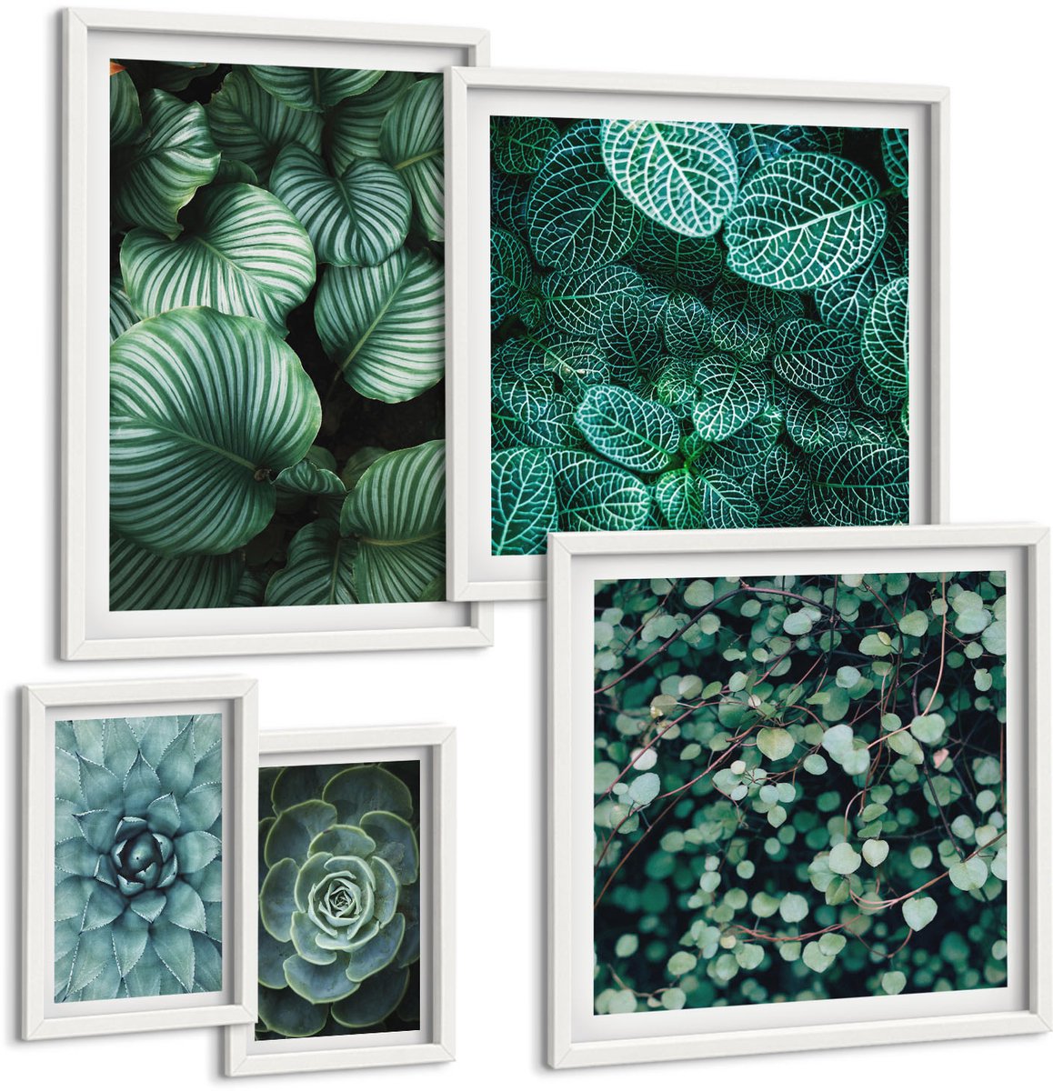 Coloray 5-Delige Schilderij Set - Plantmotieven Met Bladeren En Vetplanten In Een Natuurlijke Stijl - 50 x 50 cm, 20 x 30 cm En 40 x 60 cm - Wanddecoratie - Schilderijen Set - Interieur