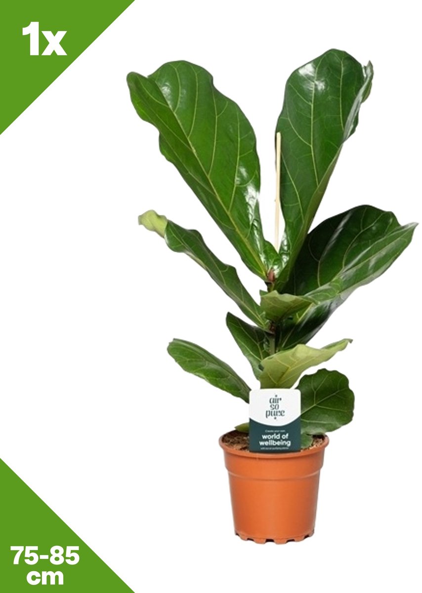 GARDENZO - Ficus lyrata (Vioolbladplant) x 1, P17, 75-85 cm