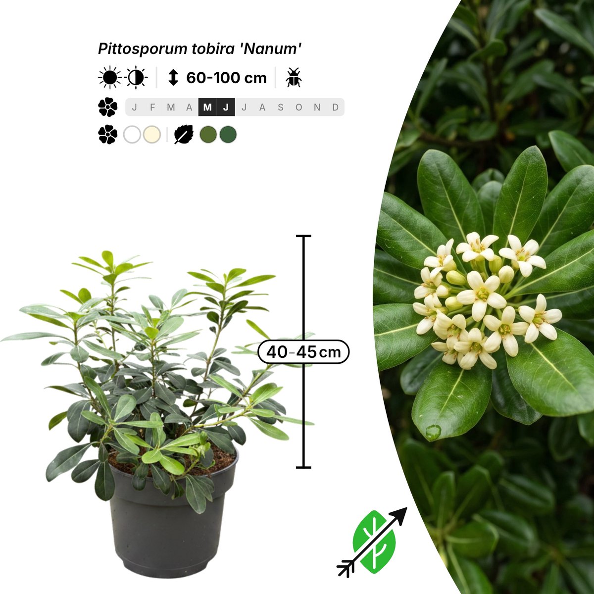 Singleplants - 3x Pittosporum tobira 'Nanum' - Pot C5 - haagplant - wintergroen