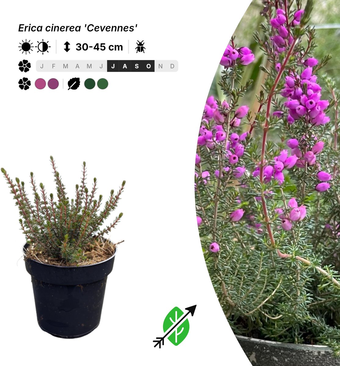 Singleplants - 10x Erica cinerea 'Cevennes' - Pot P9,5 - in bloeiperiode