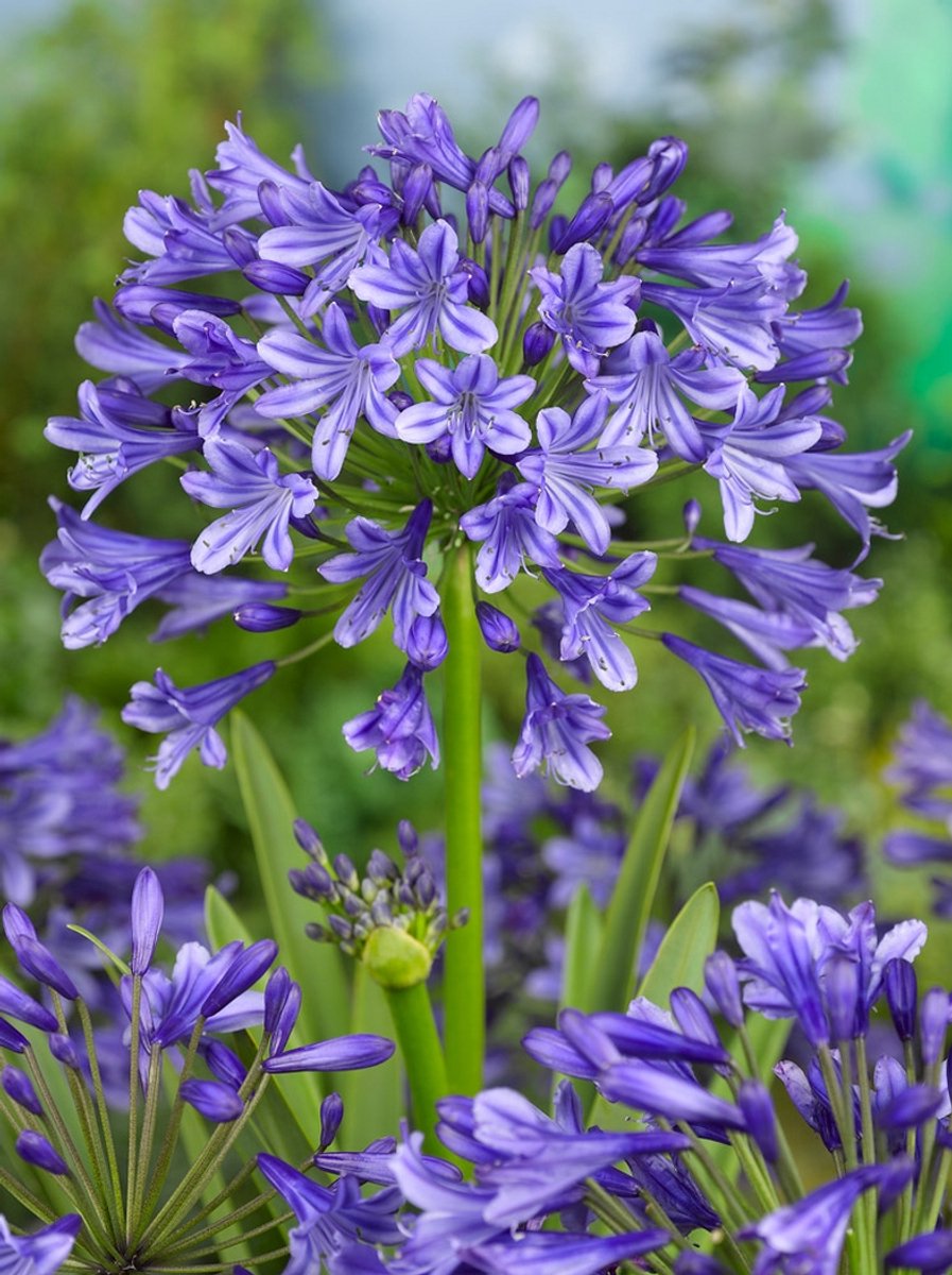 5x Afrikaanse lelie 'Agapanthus africanus blauw' - BULBi® Bloembollen met bloeigarantie