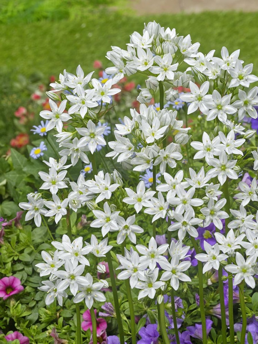 100x Triteleia 'Triteleia hyacinthina' - BULBi® Bloembollen met bloeigarantie