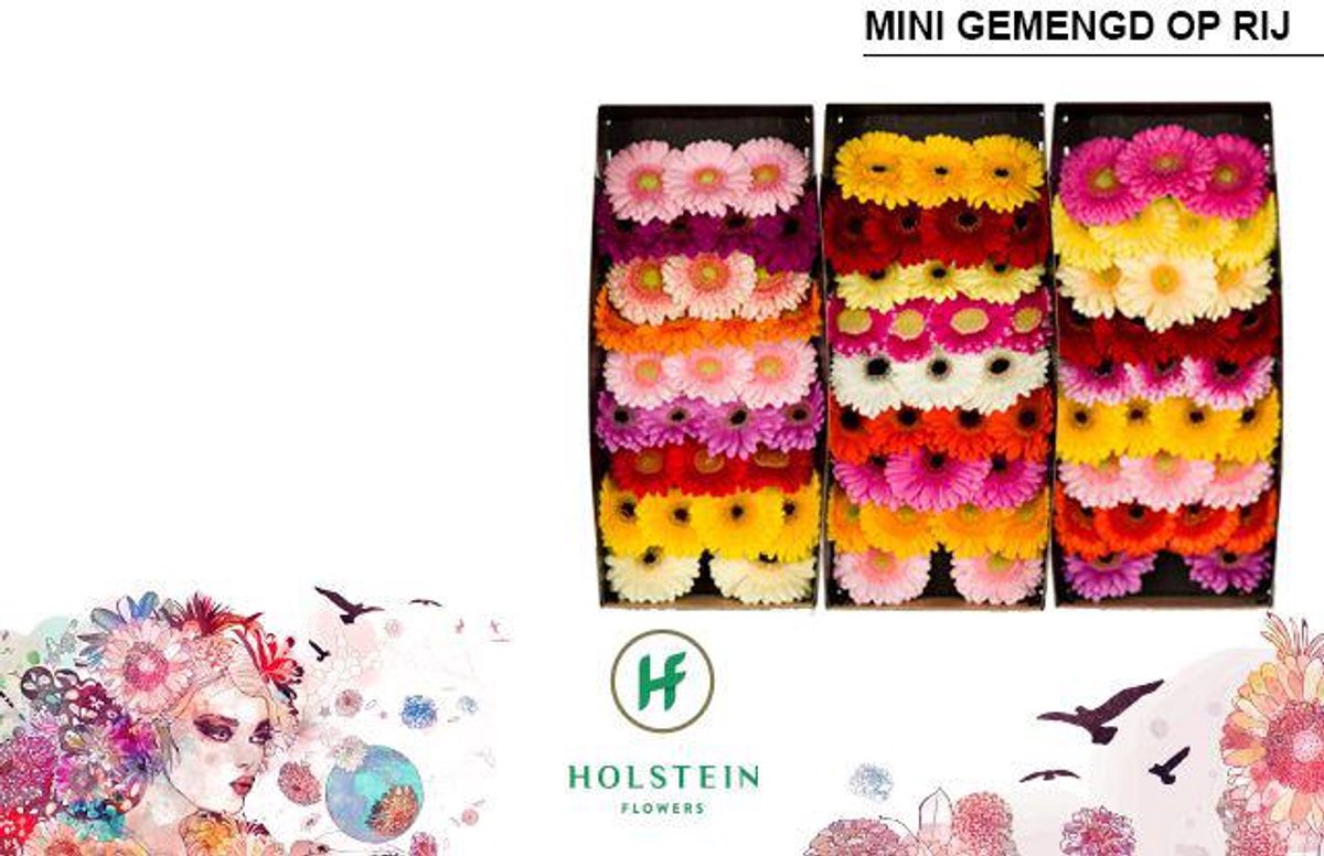 60x Germ.mix var.op rij 40cm