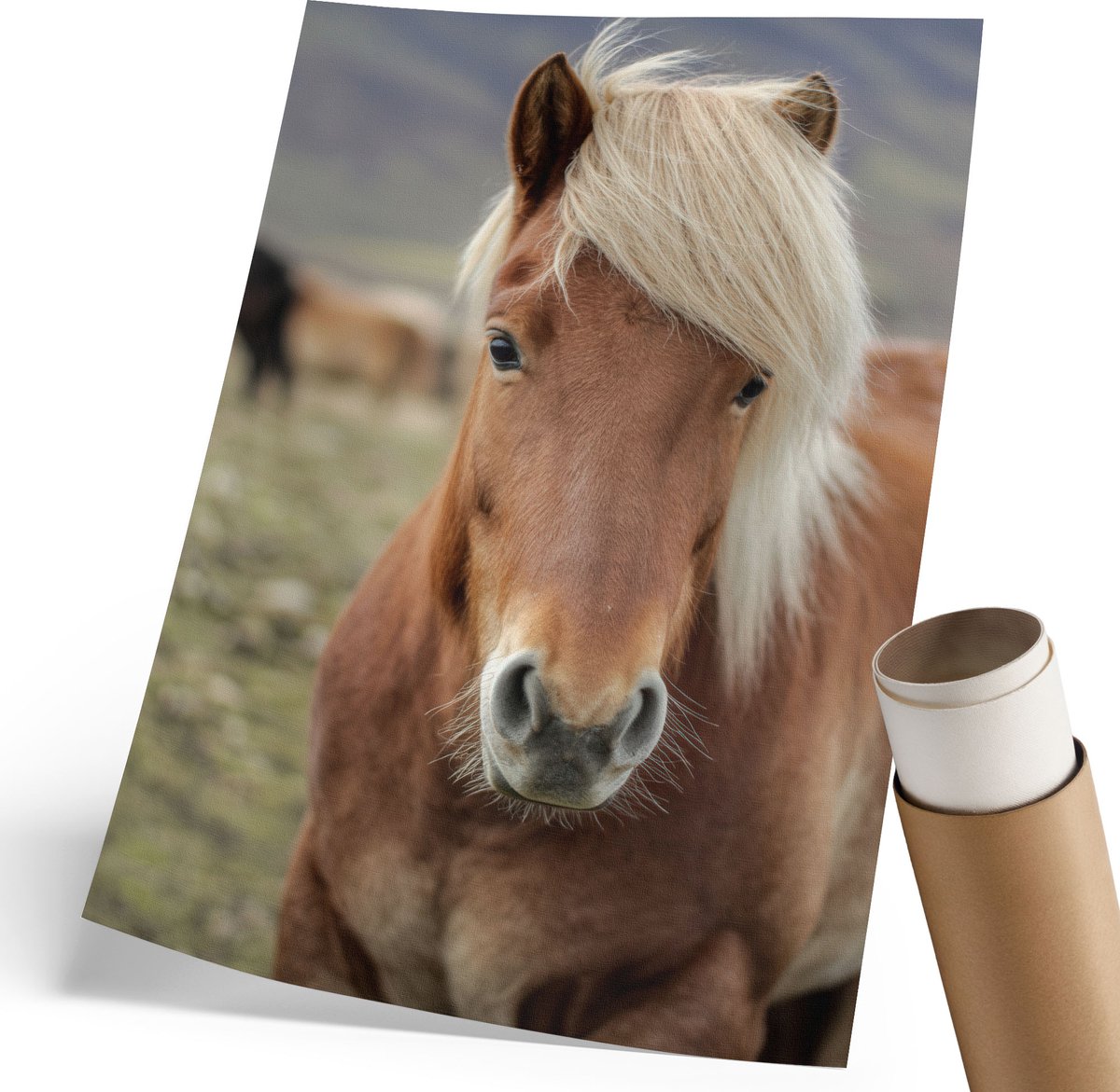 Coloray Polycanvas Poster - Ijslands Paard, Fotografie - 210 x 297 mm - Bruin Wandposter - Rechthoek - Kunstposter - Woonkamer, Slaapkamer, Kantoor - Klassiek