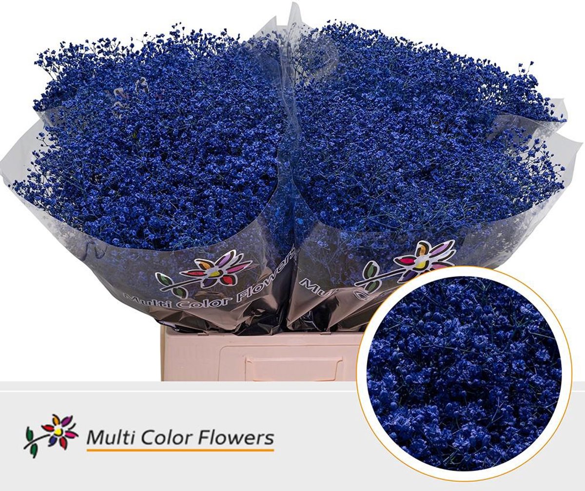 25x Gipskruid m.stars blauw 70cm