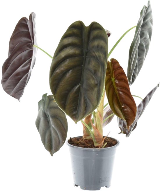 Trendyplants special - Alocasia Red Secret - Kamerplant - Hoogte 25-45 cm - Potmaat Ø14cm