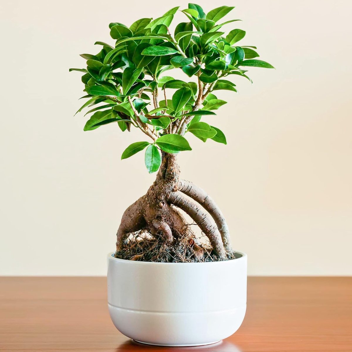 Bonsai | Gepotte Sierplant voor Thuis of Kantoor | 12cm Pot, 20-30cm Incl. Pot