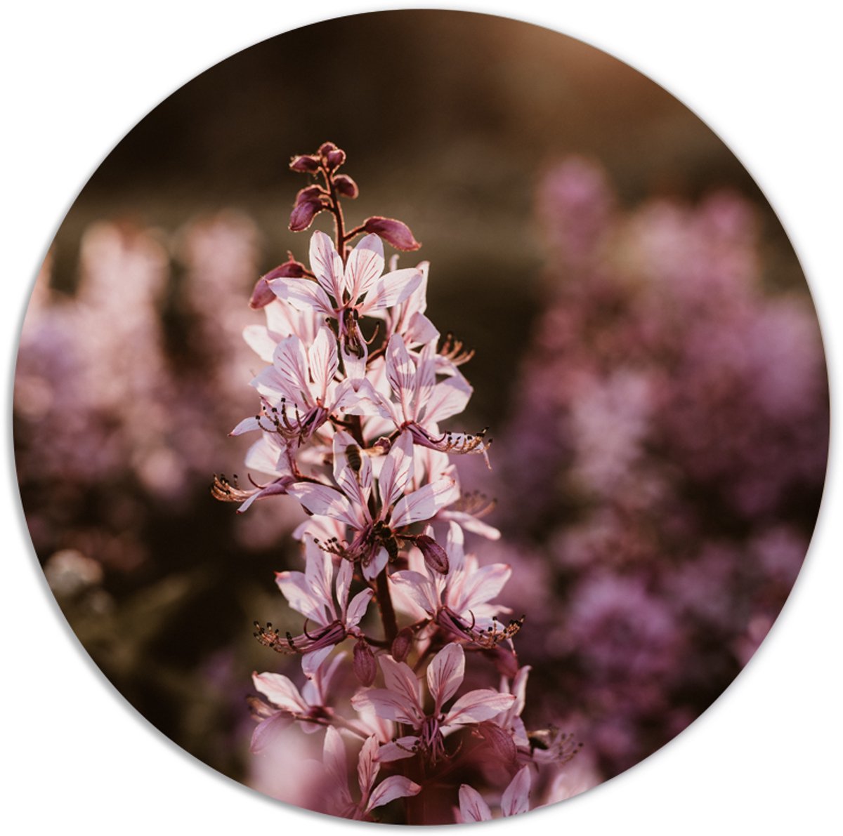 Label2X - Muurcirkel - Pink Purple - Ø 25 cm - Forex - Multicolor - Wandcirkel - Rond Schilderij - Bloemen en Planten - Muurdecoratie Cirkel - Wandecoratie rond - Decoratie voor woonkamer of slaapkamer